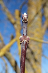 Acer negundo violaceum