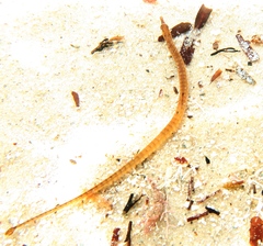 Pugnaso curtirostris