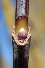 Acer negundo violaceum