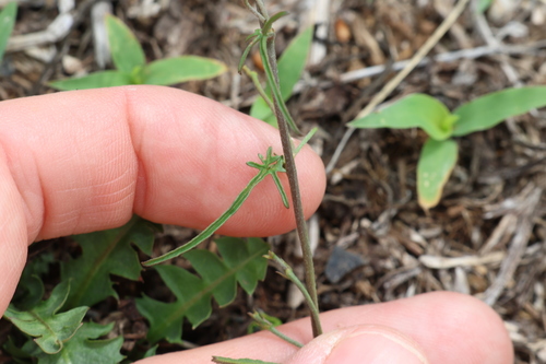 Image of Convolvulus graminetinus by (c) Greg Tasney, some rights reserved (CC BY-SA)