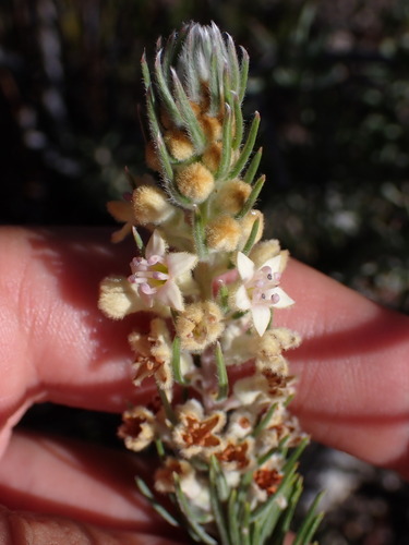 Image of Phylica mundii by (c) Ren Hoekstra, some rights reserved (CC BY)