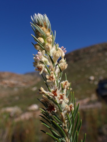 Image of Phylica mundii by (c) Ren Hoekstra, some rights reserved (CC BY)