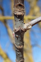 Acer negundo violaceum