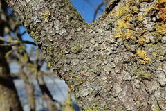 Acer negundo violaceum