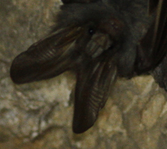 Megaderma