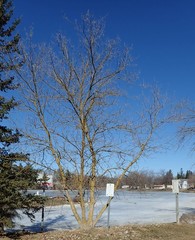 Acer negundo violaceum