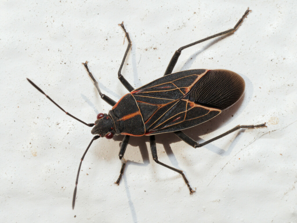 Western Boxelder Bug from Lynwood Center Rd on November 19, 2023 at 02: ...