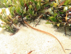 Pugnaso curtirostris