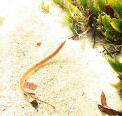 Pugnaso curtirostris