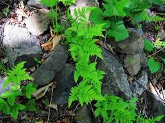Gymnocarpium jessoense