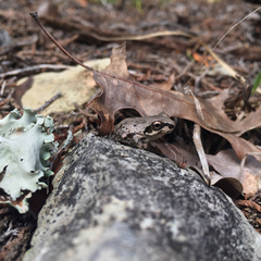 Pseudacris streckeri