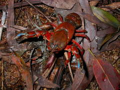 Euastacus woiwuru