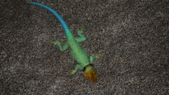 Sceloporus stejnegeri