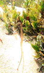 Pugnaso curtirostris