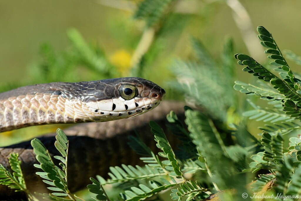 Boomslang from Pierre van Ryneveld Park, Centurion, 0157, South Africa on November 19, 2023 at
