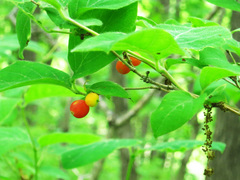 Lonicera praeflorens