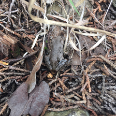 Pseudacris streckeri