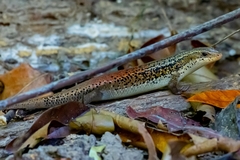 Andaman Grass Skink photo 5
