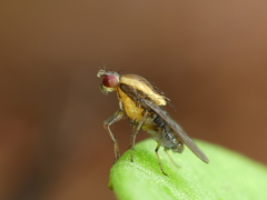 Allophylopsis