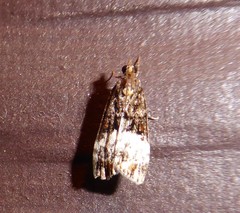 Scoparia minusculalis