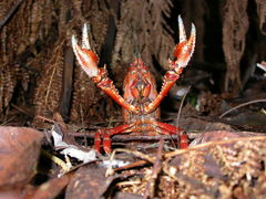 Euastacus woiwuru