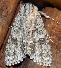 Acronicta impleta