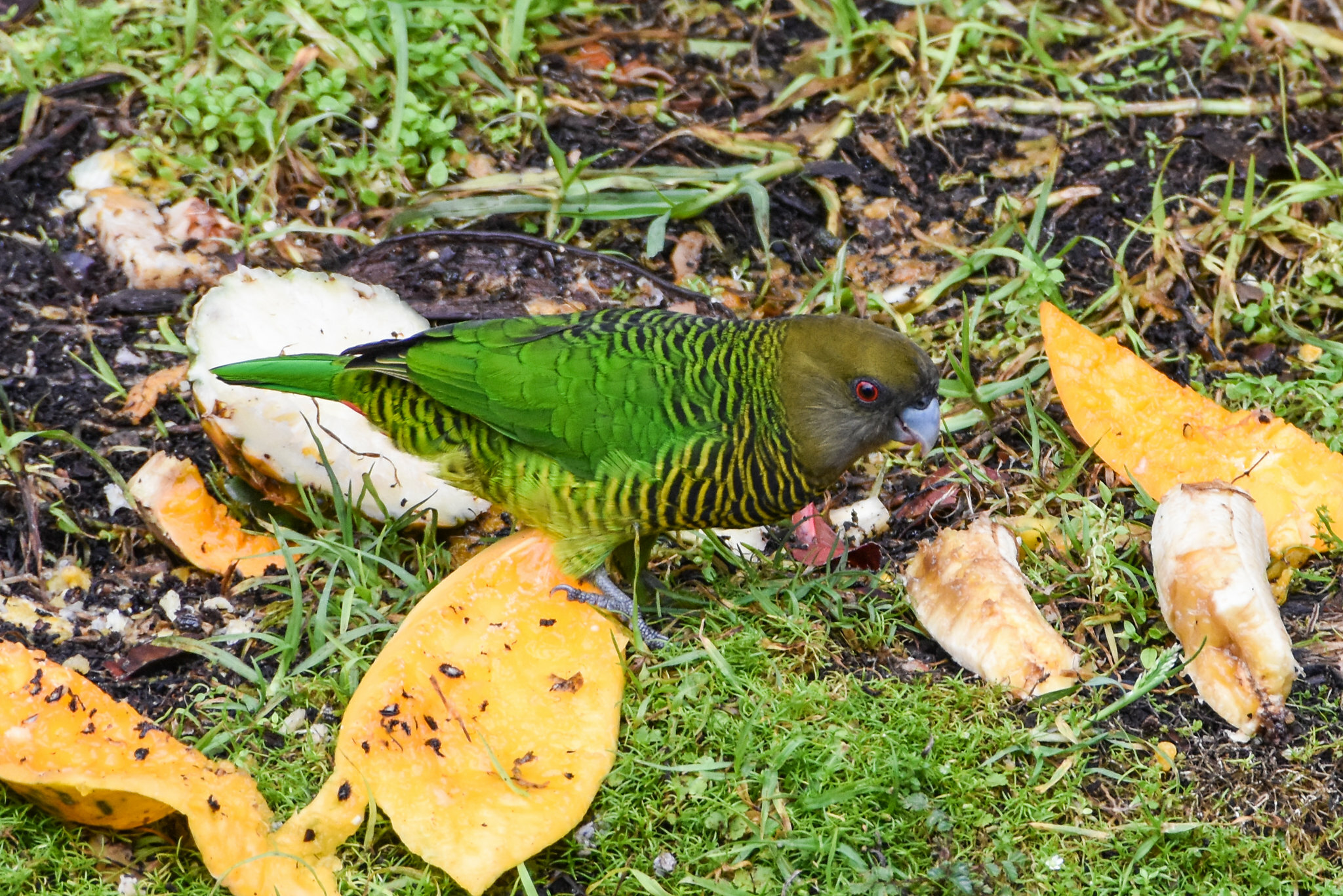 Brehm's Tiger Parrot (Psittacella brehmii), photo 8