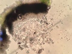 Verrucaria praetermissa