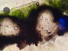 Verrucaria praetermissa