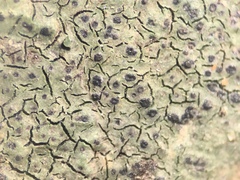Verrucaria praetermissa
