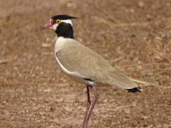 Black-Headed Lapwing photo 2