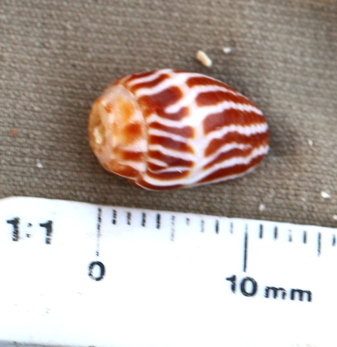 Strigatella retusa observed 2023-10-18