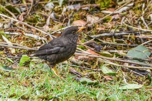 Papuan Island Thrush (Turdus papuensis), photo 1