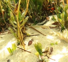 Pugnaso curtirostris