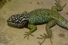 Sceloporus scitulus