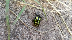 Calligrapha mexicana