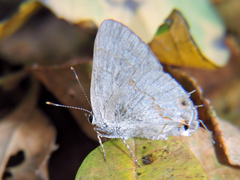 Rubroserrata mathewi