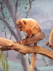 Leontopithecus rosalia