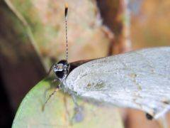 Rubroserrata mathewi