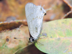 Rubroserrata mathewi