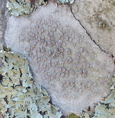 Lecanora subpallens