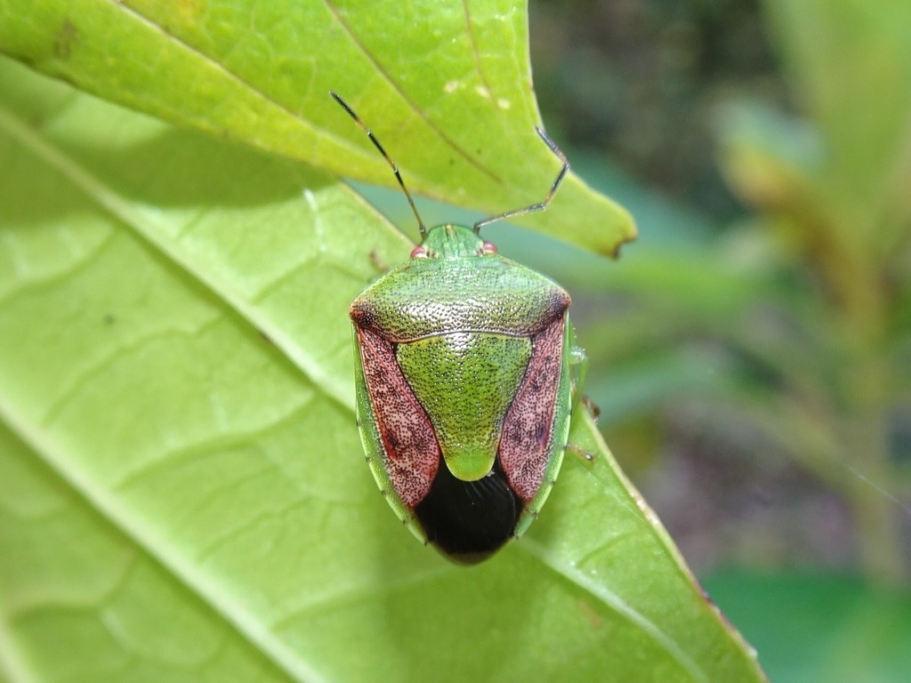 Oriental Stink Bug from 曽屋, 秦野市, 神奈川県, JP on November 22, 2023 at 12:21 ...