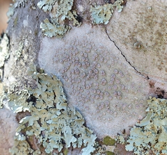 Lecanora subpallens