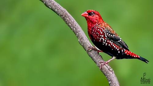 Bengali rouge, mâle