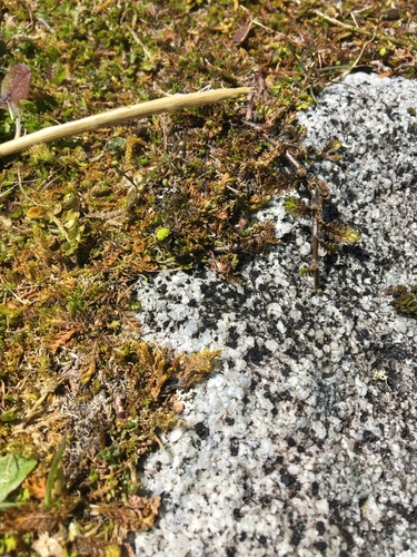 Leptinella pusilla, photograph 4