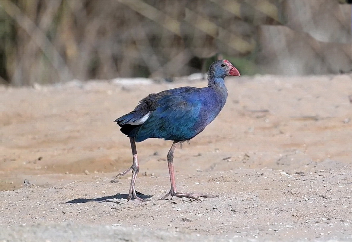Grey-headed Swamphen illustration