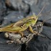 New Zealand Grasshopper - Photo (c) Steve Reekie, some rights reserved (CC BY-NC), uploaded by Steve Reekie