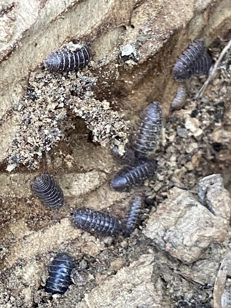 Common Pill Woodlouse from Ray Roberts Lake State Park, Aubrey, TX, US ...