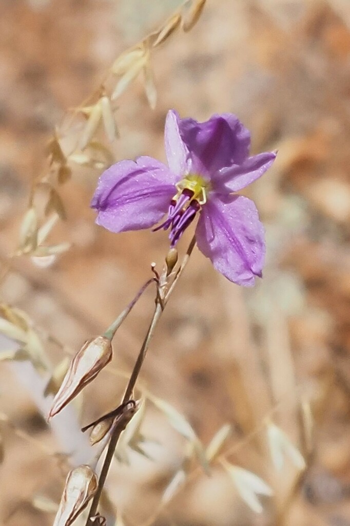 Nodding Chocolate Lily from Mannum Waterfalls, Mannum SA 5238 ...