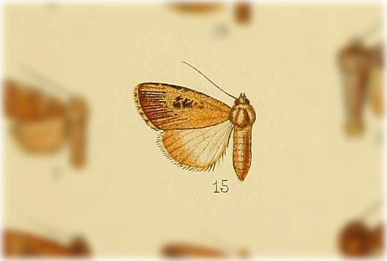 Elaphria interstriata